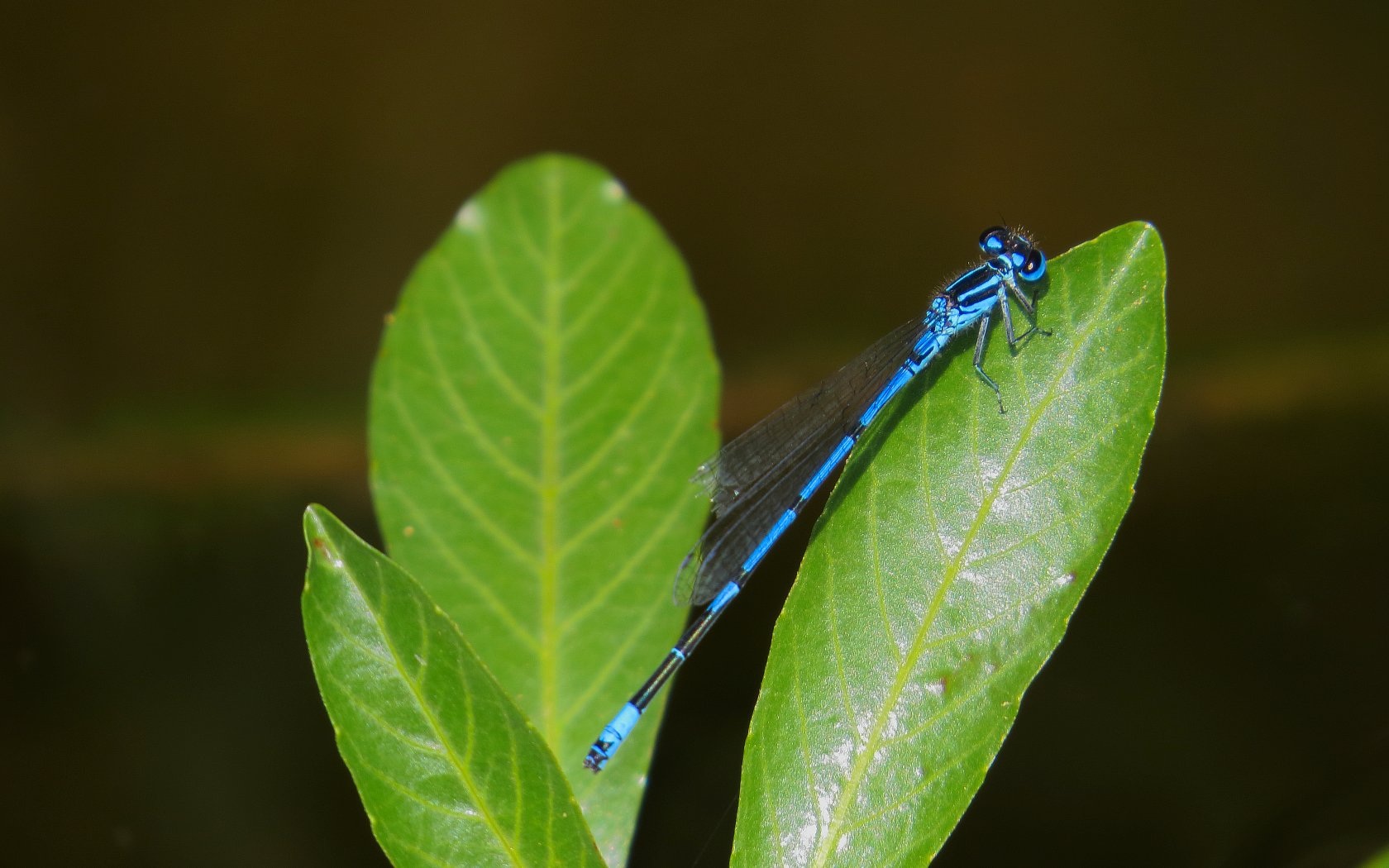 Accoppiamento tra pennipes